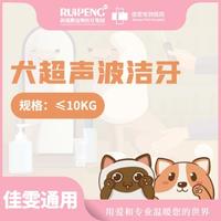 浙闽二区犬麻醉超声洗牙 超声洁牙